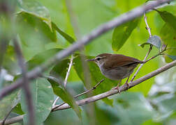 Bouscarle de Timor