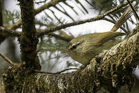 Bouscarle de Verreaux
