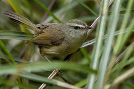 Yellow-bellied Bush Warbler