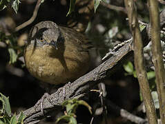 Victorin's Warbler