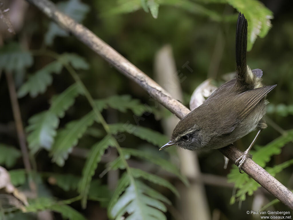 Aberrant Bush Warbleradult