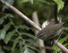 Aberrant Bush Warbler