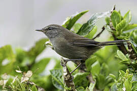 Aberrant Bush Warbler