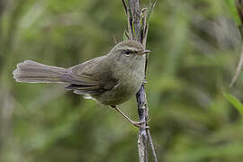 Aberrant Bush Warbler