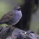 Bouscarle tachetée