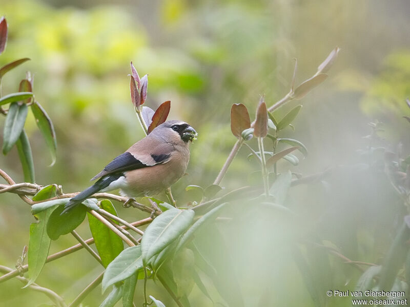 Grey-headed Bullfinch