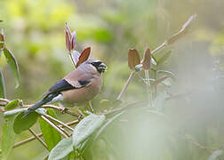 Grey-headed Bullfinch