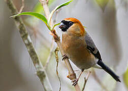 Red-headed Bullfinch