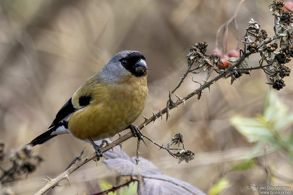 Bouvreuil orangé femelle adulte
