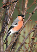 Eurasian Bullfinch