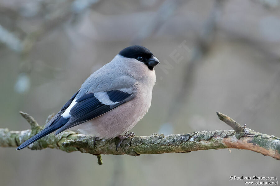 Eurasian Bullfinch female adult