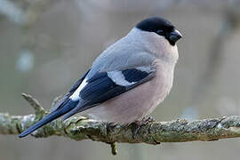 Eurasian Bullfinch