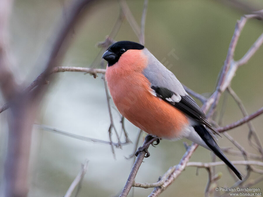 Eurasian Bullfinch male adult