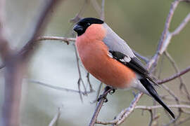 Eurasian Bullfinch