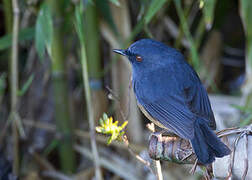 Nilgiri Blue Robin