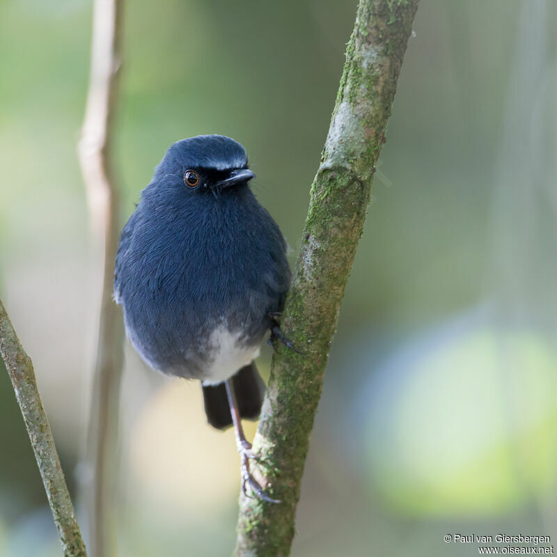 White-bellied Blue Robinadult