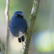 White-bellied Blue Robin