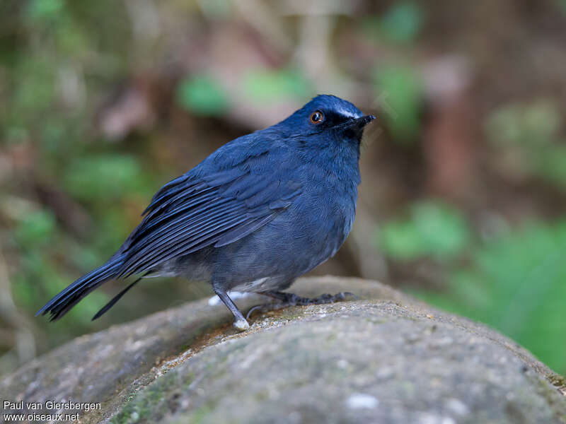 White-bellied Blue Robinadult