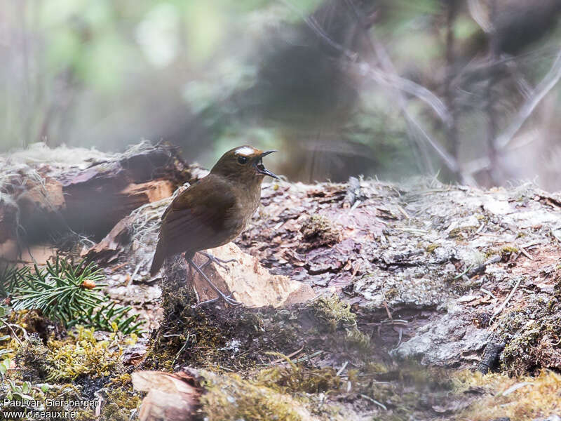 Himalayan Shortwing male immature, identification