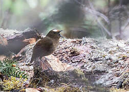 Himalayan Shortwing