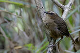 Brachyptère de Taïwan