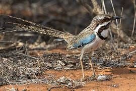 Long-tailed Ground Roller