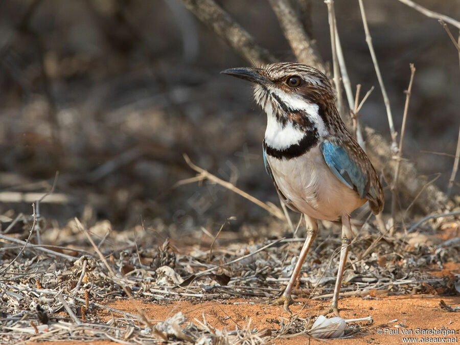 Long-tailed Ground Rolleradult