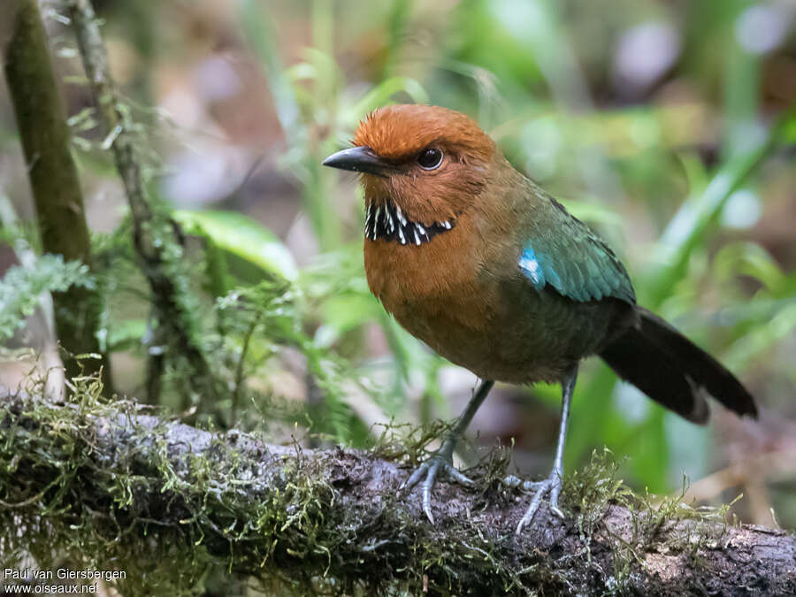 Rufous-headed Ground Rolleradult