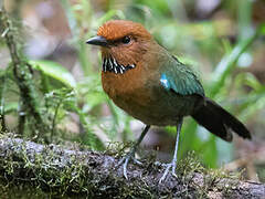 Rufous-headed Ground Roller