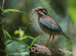 Scaly Ground Roller
