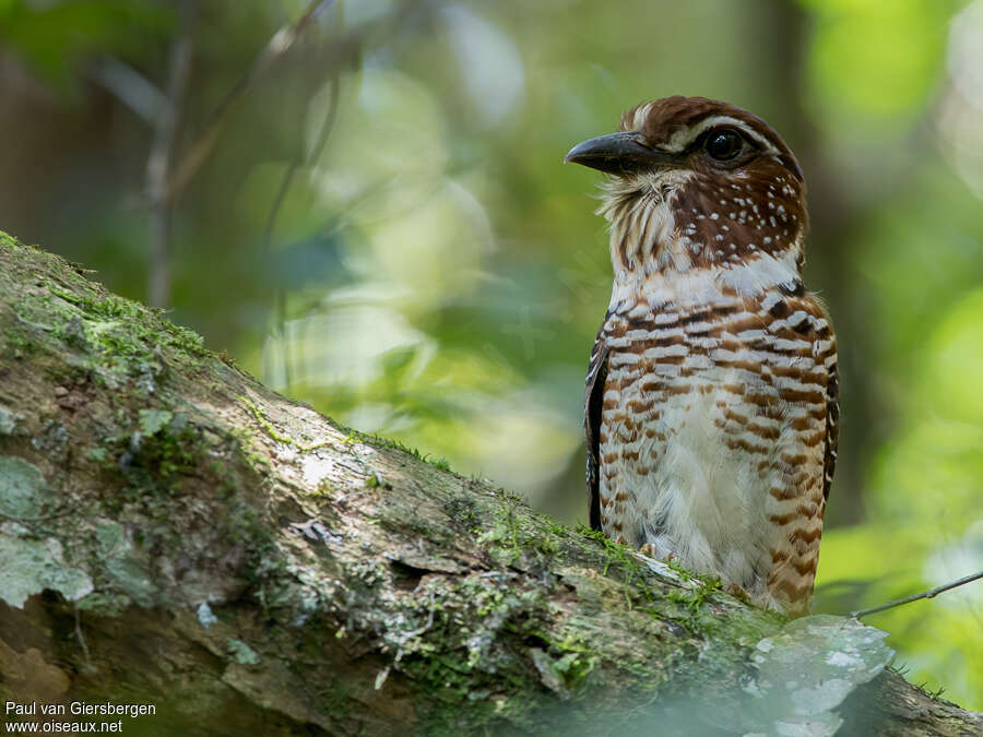 Short-legged Ground Rolleradult, aspect