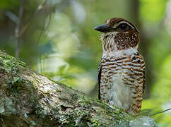 Short-legged Ground Roller