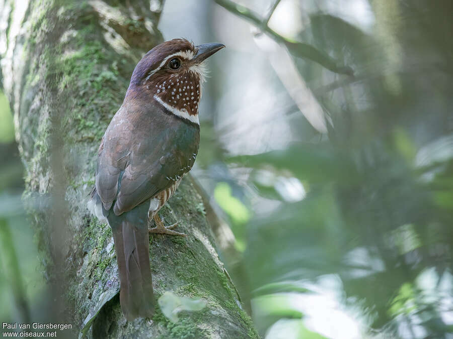 Brachyptérolle leptosomeadulte