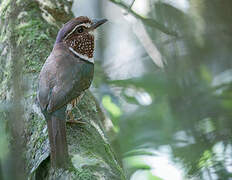 Short-legged Ground Roller