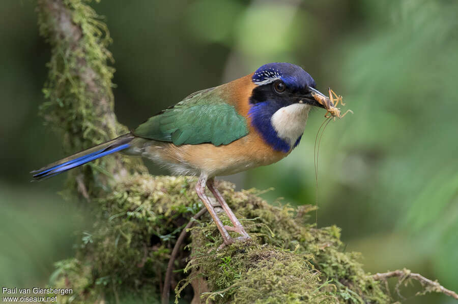 Pitta-like Ground Rolleradult, feeding habits