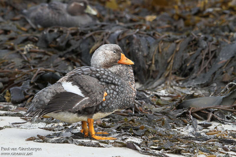 Falkland Steamer Duck male adult, identification