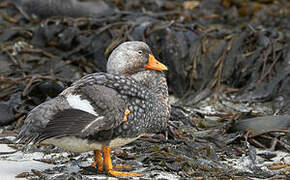 Falkland Steamer Duck