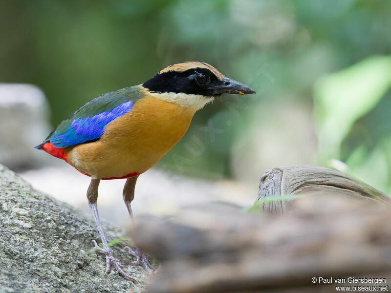 Blue-winged Pitta