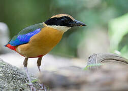 Blue-winged Pitta