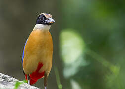 Blue-winged Pitta