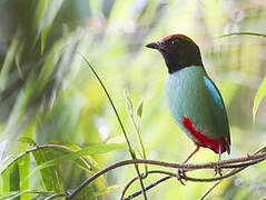 Western Hooded Pitta