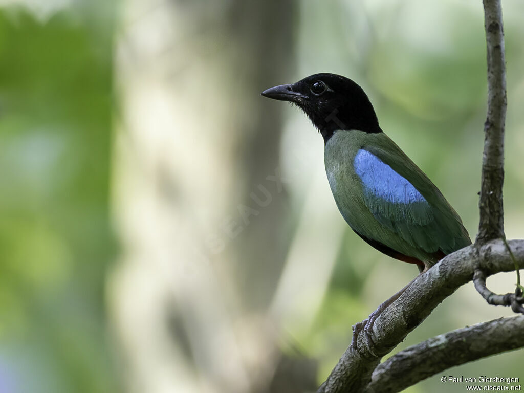 Western Hooded Pittaadult