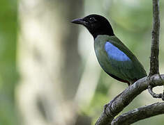 Western Hooded Pitta