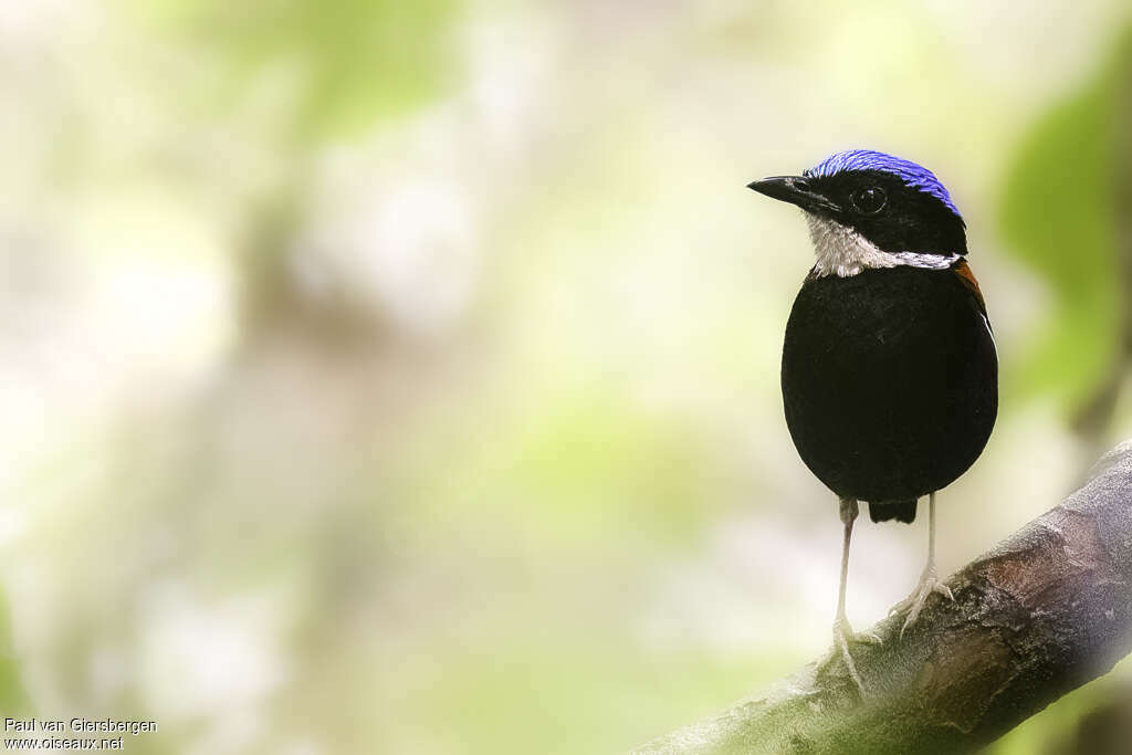 Blue-headed Pittaadult