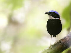 Blue-headed Pitta