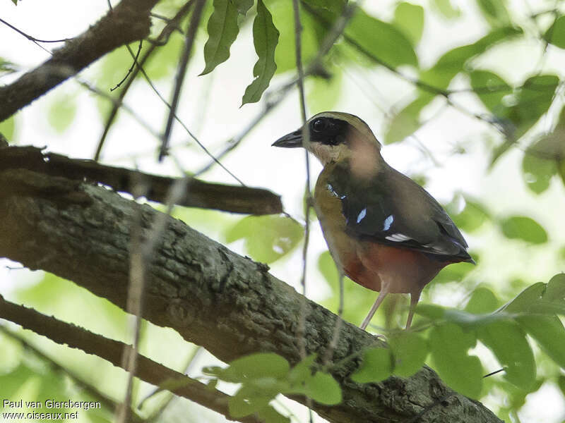 African Pitta