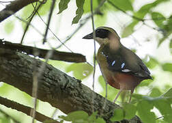 African Pitta