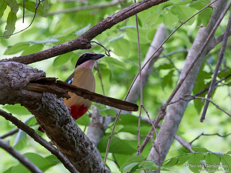 African Pitta