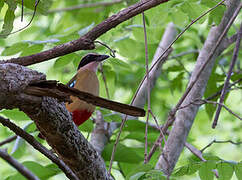 African Pitta