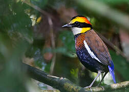 Malayan Banded Pitta